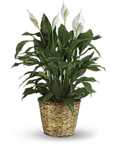 <p data-start="119" data-end="447">Bring tranquility and natural beauty into any space with the Peace Lily, a timeless plant that symbolizes calm, renewal, and peaceful energy. With its glossy green leaves and graceful white blooms, this elegant spathiphyllum makes a thoughtful gift for nearly any occasion.</p>
<p data-start="449" data-end="711">Known for its air-purifying qualities and easy care, the Peace Lily is as practical as it is beautiful. This medium-sized variety comes presented in a charming 8-inch woven wicker basket, adding a warm, natural touch that fits seamlessly into any home or office.</p>
<p data-start="713" data-end="949">Perfect for sympathy gestures, housewarmings, thank-you gifts, or simply to brighten someone’s day, the Peace Lily offers lasting comfort and beauty. Its quiet presence and gentle form make it a cherished addition to any indoor setting.</p>
<p data-start="951" data-end="1193">Each plant is hand-delivered by Rosa’s La Hacienda, your trusted local florist in Boca Raton. We provide same-day delivery throughout Boca Raton and surrounding areas, ensuring your gift arrives fresh, healthy, and ready to bring lasting joy.</p>
<p data-start="1195" data-end="1426">Want to personalize your delivery? Add a thoughtful message during checkout to share your love, support, or congratulations. With the Peace Lily, you're sending more than a plant—you're sending a meaningful symbol of life and care.</p>
<p data-start="1428" data-end="1515">Order today from Rosa’s La Hacienda and let your thoughtful gesture take root and grow.</p>